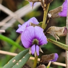 Hovea heterophylla (Common Hovea) at Delegate, NSW - 22 Oct 2022 by trevorpreston