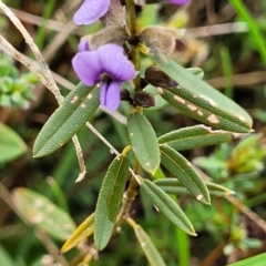 Hovea heterophylla at Delegate, NSW - 23 Oct 2022 10:19 AM