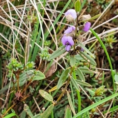 Hovea heterophylla at Delegate, NSW - 23 Oct 2022 10:19 AM