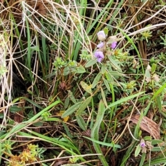 Hovea heterophylla at Delegate, NSW - 23 Oct 2022 10:19 AM