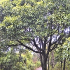 Celtis paniculata at Shell Cove, NSW - 23 Oct 2022 by plants