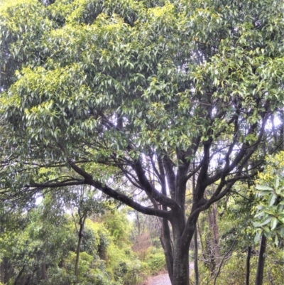 Celtis paniculata at Shell Cove, NSW - 23 Oct 2022 by plants