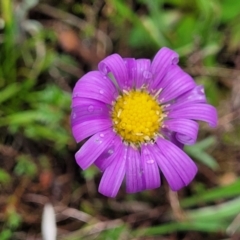 Calotis scabiosifolia var. integrifolia (Rough Burr-daisy) at Delegate Cemetery - 22 Oct 2022 by trevorpreston