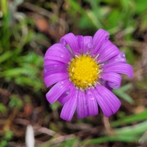 Calotis scabiosifolia var. integrifolia at Delegate, NSW - 23 Oct 2022