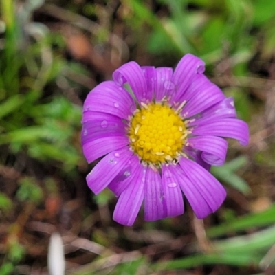 Calotis scabiosifolia var. integrifolia (Rough Burr-daisy) at Delegate, NSW - 23 Oct 2022 by trevorpreston