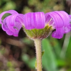 Calotis scabiosifolia var. integrifolia at Delegate, NSW - 23 Oct 2022