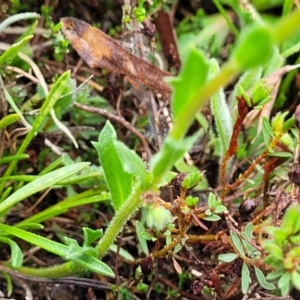 Calotis scabiosifolia var. integrifolia at Delegate, NSW - 23 Oct 2022