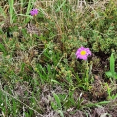 Calotis scabiosifolia var. integrifolia at Delegate, NSW - 23 Oct 2022