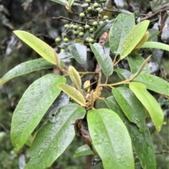 Alphitonia excelsa at Shell Cove, NSW - 23 Oct 2022 by plants