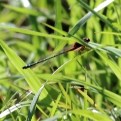 Xanthagrion erythroneurum (Red & Blue Damsel) at Wodonga - 22 Oct 2022 by KylieWaldon