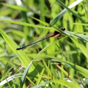 Xanthagrion erythroneurum at Wodonga, VIC - 23 Oct 2022