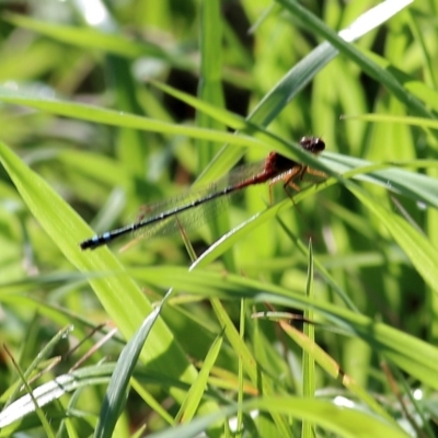 Xanthagrion erythroneurum (Red & Blue Damsel) at WREN Reserves - 22 Oct 2022 by KylieWaldon