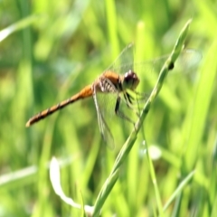 Diplacodes bipunctata (Wandering Percher) at Wodonga - 22 Oct 2022 by KylieWaldon