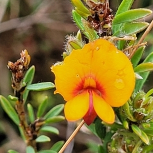 Pultenaea subspicata at Delegate, NSW - 23 Oct 2022