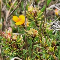 Pultenaea subspicata at Delegate, NSW - 23 Oct 2022