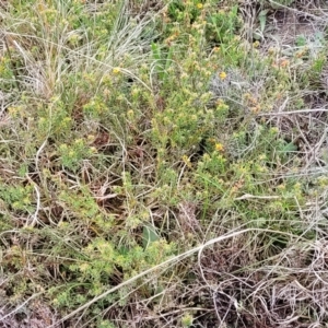 Pultenaea subspicata at Delegate, NSW - 23 Oct 2022