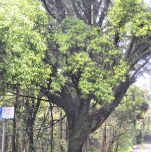 Podocarpus elatus at Shell Cove, NSW - 23 Oct 2022