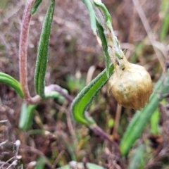 Podolepis jaceoides (Showy Copper-wire Daisy) at Delegate Cemetery - 22 Oct 2022 by trevorpreston