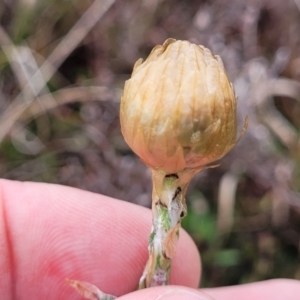 Podolepis jaceoides at Delegate, NSW - 23 Oct 2022 10:16 AM