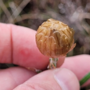 Podolepis jaceoides at Delegate, NSW - 23 Oct 2022 10:16 AM