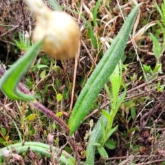 Podolepis jaceoides at Delegate, NSW - 23 Oct 2022 10:16 AM