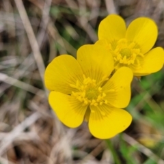 Ranunculus lappaceus (Australian Buttercup) at Delegate, NSW - 23 Oct 2022 by trevorpreston