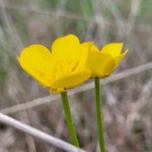 Ranunculus lappaceus at Delegate, NSW - 23 Oct 2022 10:14 AM