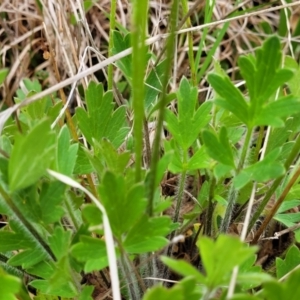 Ranunculus lappaceus at Delegate, NSW - 23 Oct 2022 10:14 AM