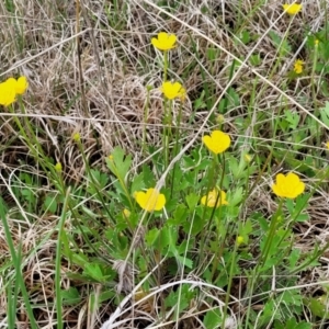 Ranunculus lappaceus at Delegate, NSW - 23 Oct 2022 10:14 AM