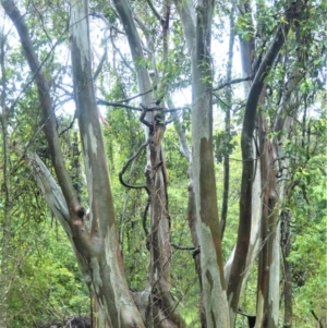Eucalyptus amplifolia at Shell Cove, NSW - 23 Oct 2022