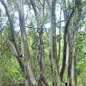 Eucalyptus amplifolia at Shell Cove, NSW - 23 Oct 2022 04:58 PM