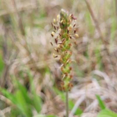 Plantago varia (Native Plaintain) at Delegate, NSW - 23 Oct 2022 by trevorpreston