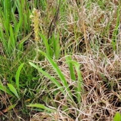 Plantago varia at Delegate, NSW - 23 Oct 2022