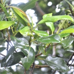 Ficus obliqua at Shell Cove, NSW - 23 Oct 2022