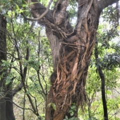 Ficus obliqua at Shell Cove, NSW - 23 Oct 2022