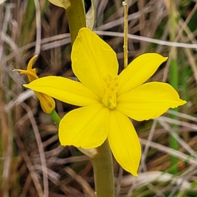 Bulbine bulbosa (Golden Lily) at Delegate Cemetery - 22 Oct 2022 by trevorpreston