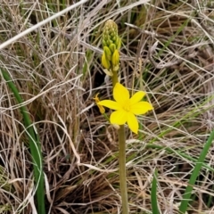 Bulbine bulbosa at Delegate, NSW - 23 Oct 2022