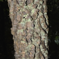 Endiandra sieberi (Hard Corkwood, Pink Walnut) at Shell Cove, NSW - 23 Oct 2022 by plants