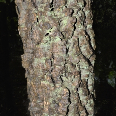 Endiandra sieberi (Hard Corkwood, Pink Walnut) at Shell Cove, NSW - 23 Oct 2022 by plants