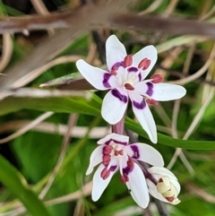 Wurmbea dioica subsp. dioica (Early Nancy) at Delegate, NSW - 23 Oct 2022 by trevorpreston