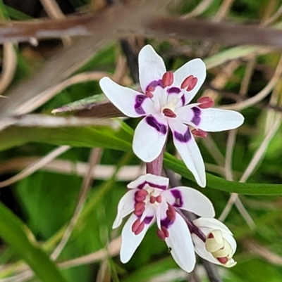 Wurmbea dioica subsp. dioica (Early Nancy) at Delegate Cemetery - 22 Oct 2022 by trevorpreston