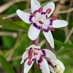 Wurmbea dioica subsp. dioica at Delegate, NSW - 23 Oct 2022