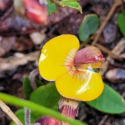 Bossiaea prostrata (Creeping Bossiaea) at Delegate, NSW - 22 Oct 2022 by trevorpreston