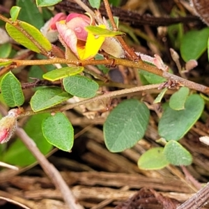 Bossiaea prostrata at Delegate, NSW - 23 Oct 2022 10:11 AM