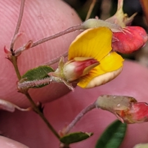 Bossiaea prostrata at Delegate, NSW - 23 Oct 2022