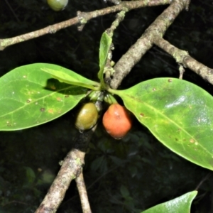 Cyclophyllum longipetalum at suppressed - suppressed