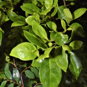 Cyclophyllum longipetalum at suppressed - suppressed