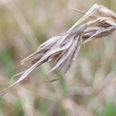 Themeda triandra (Kangaroo Grass) at Delegate, NSW - 22 Oct 2022 by trevorpreston