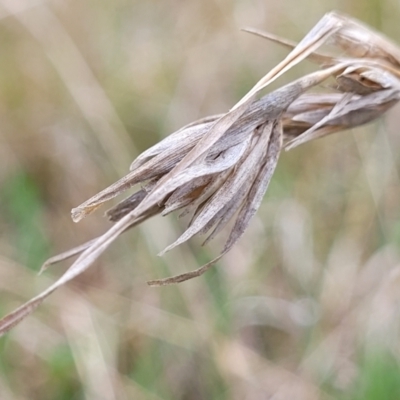 Themeda triandra (Kangaroo Grass) at Delegate Cemetery - 22 Oct 2022 by trevorpreston