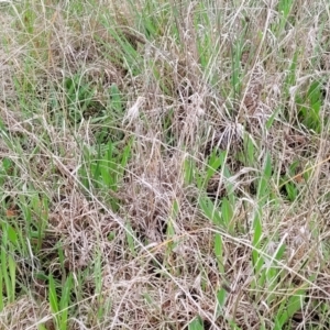 Themeda triandra at Delegate, NSW - 23 Oct 2022